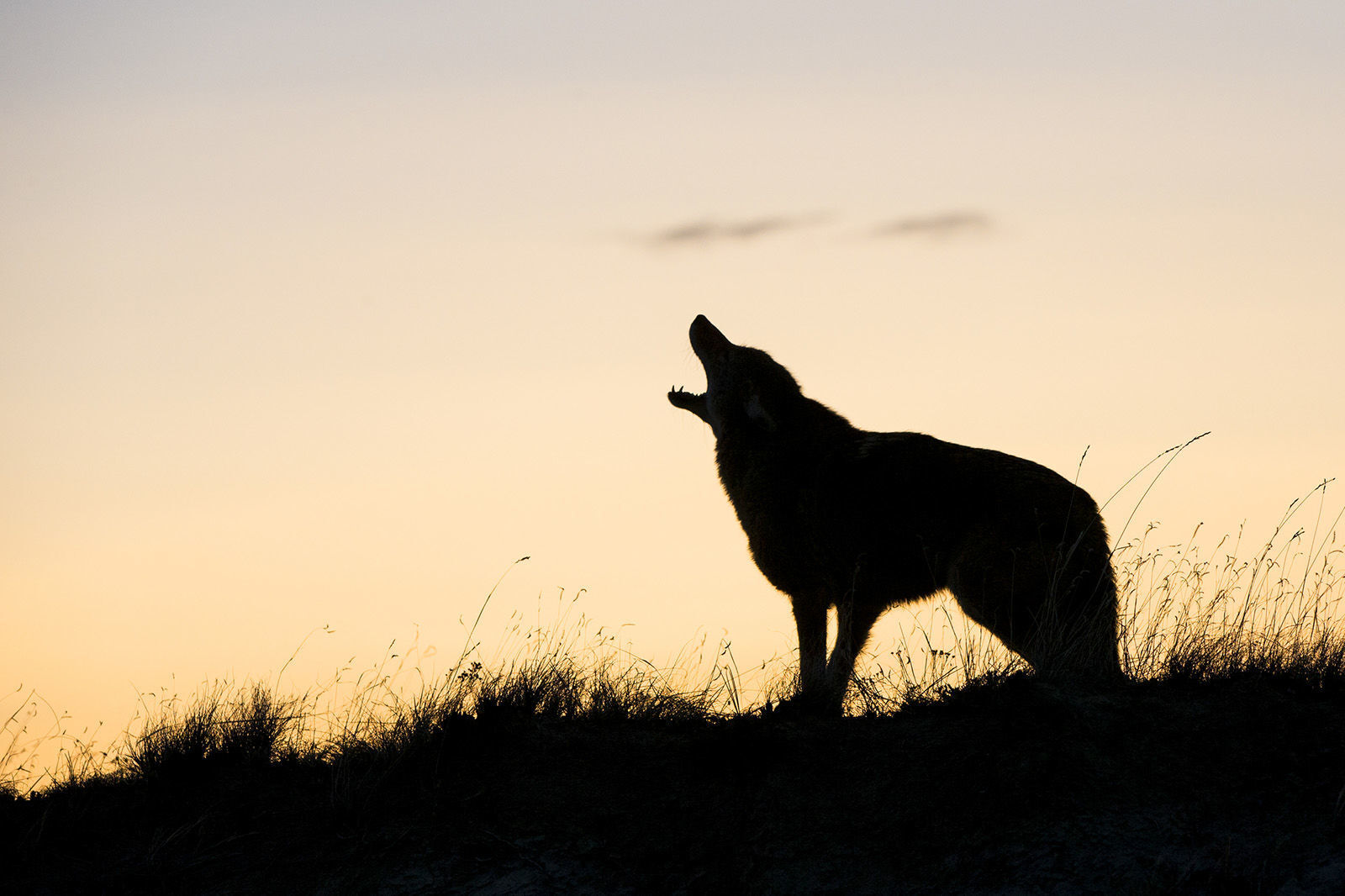 US-NEWS-COYOTES-CATS-SS-2-DMT